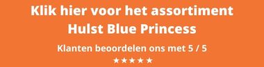 Hulst Blue Princess kopen